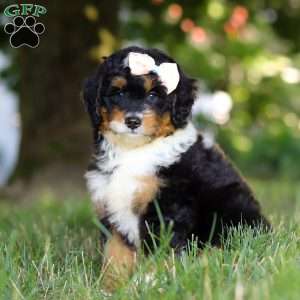 Skye, Mini Bernedoodle Puppy