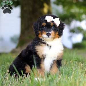 Skye, Mini Bernedoodle Puppy