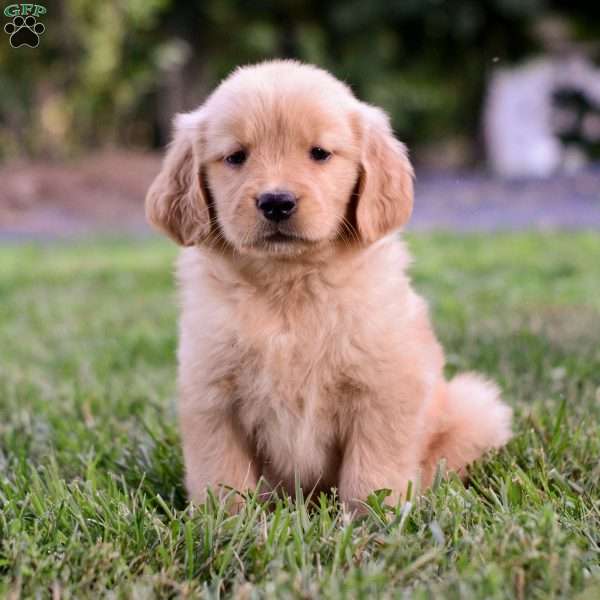Skye, Golden Retriever Puppy