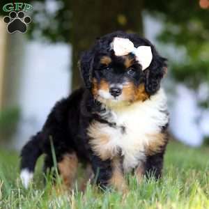 Skye, Mini Bernedoodle Puppy