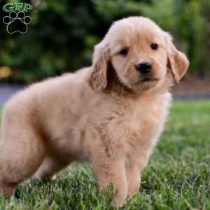 Skye, Golden Retriever Puppy