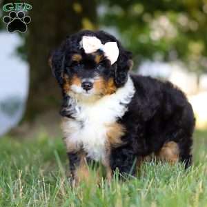 Skye, Mini Bernedoodle Puppy