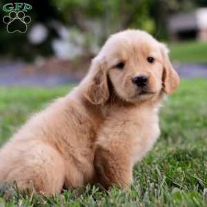 Skye, Golden Retriever Puppy