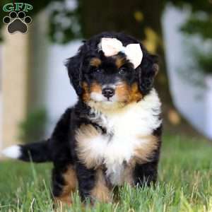 Skye, Mini Bernedoodle Puppy