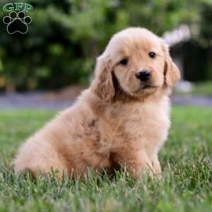 Skye, Golden Retriever Puppy