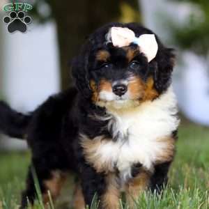 Skye, Mini Bernedoodle Puppy
