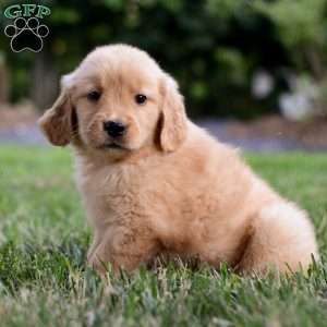 Skye, Golden Retriever Puppy