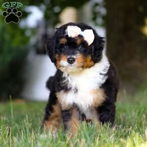 Skye, Mini Bernedoodle Puppy