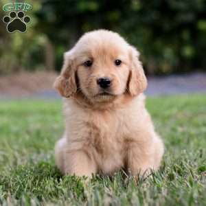 Skye, Golden Retriever Puppy