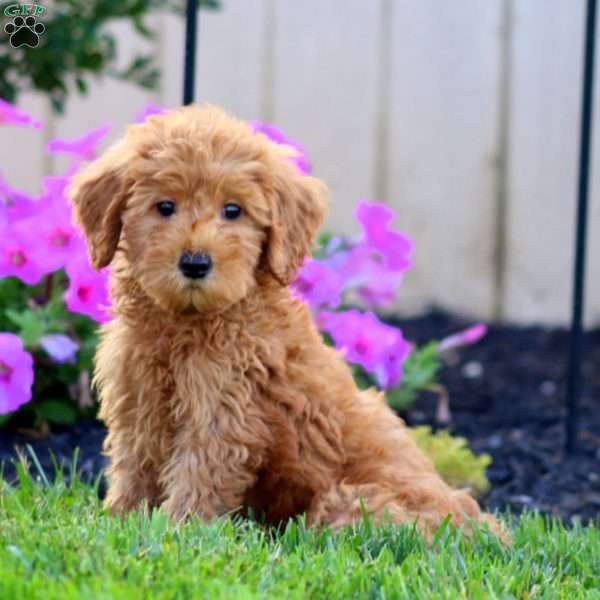 Skye, Goldendoodle Puppy