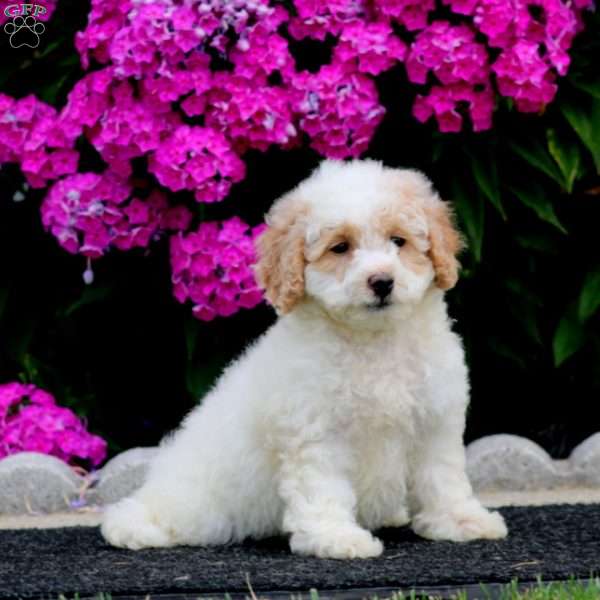Skye, Bich-Poo Puppy