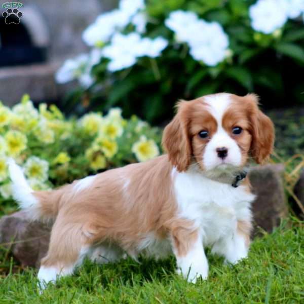 Skye, Cavalier King Charles Spaniel Puppy