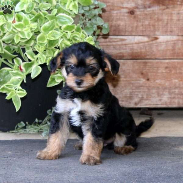 Skye, Yorkie Mix Puppy