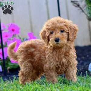 Skye, Goldendoodle Puppy