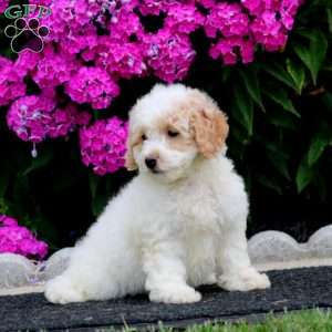 Skye, Bich-Poo Puppy