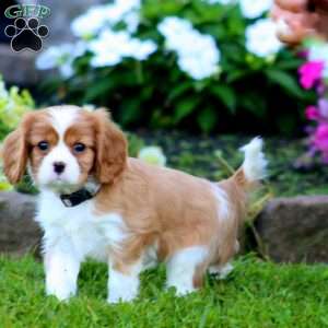 Skye, Cavalier King Charles Spaniel Puppy