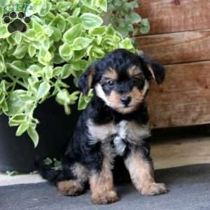 Skye, Yorkie Mix Puppy