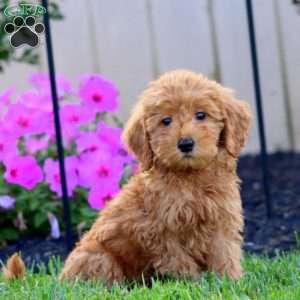 Skye, Goldendoodle Puppy