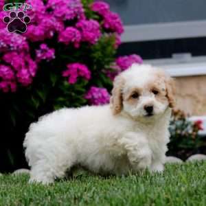 Skye, Bich-Poo Puppy