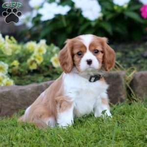 Skye, Cavalier King Charles Spaniel Puppy