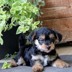 Skye, Yorkie Mix Puppy
