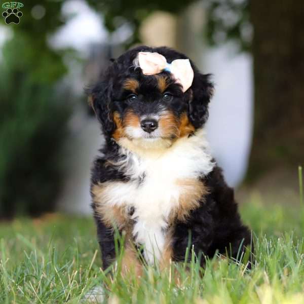 Skye, Mini Bernedoodle Puppy