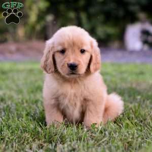 Skye, Golden Retriever Puppy