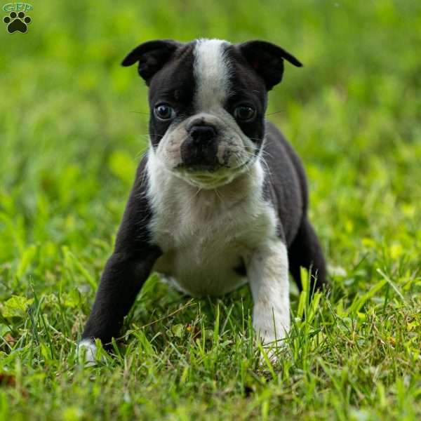 Skyler, Boston Terrier Puppy
