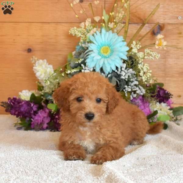Slider, Bich-Poo Puppy