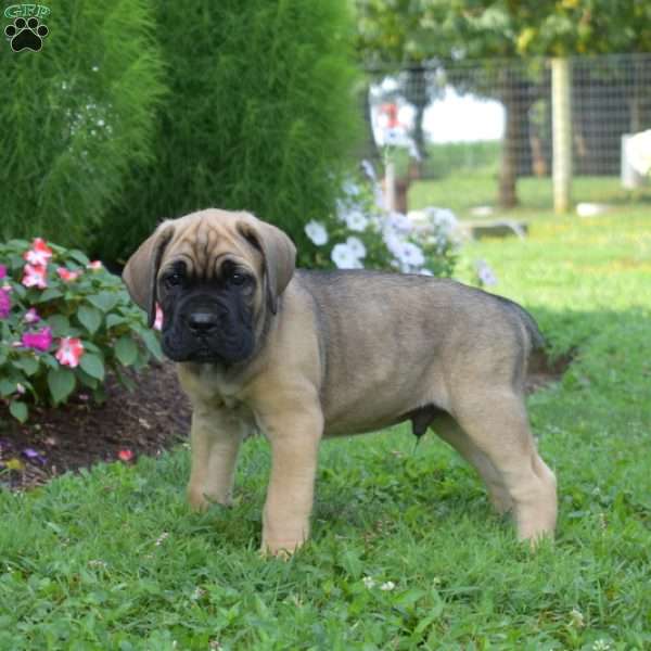 Slider, Cane Corso Puppy