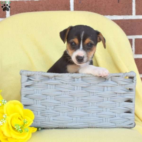Slider, Toy Fox Terrier Puppy