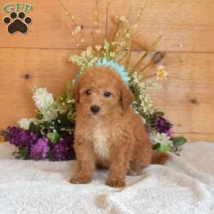 Slider, Bich-Poo Puppy