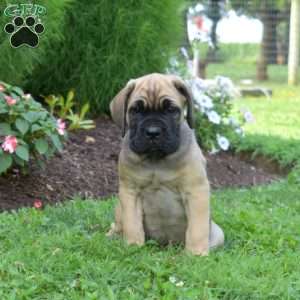 Slider, Cane Corso Puppy