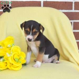 Slider, Toy Fox Terrier Puppy
