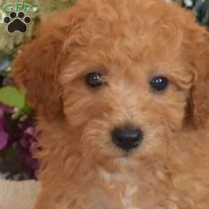 Slider, Bich-Poo Puppy