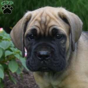 Slider, Cane Corso Puppy