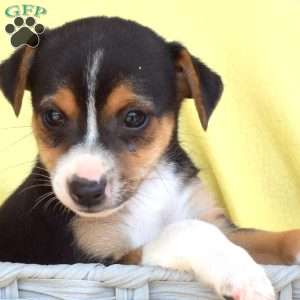 Slider, Toy Fox Terrier Puppy