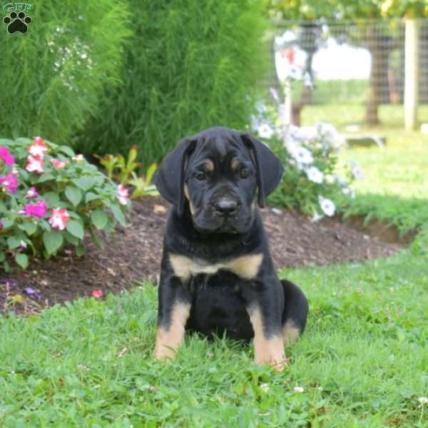 S’mores, Cane Corso Puppy