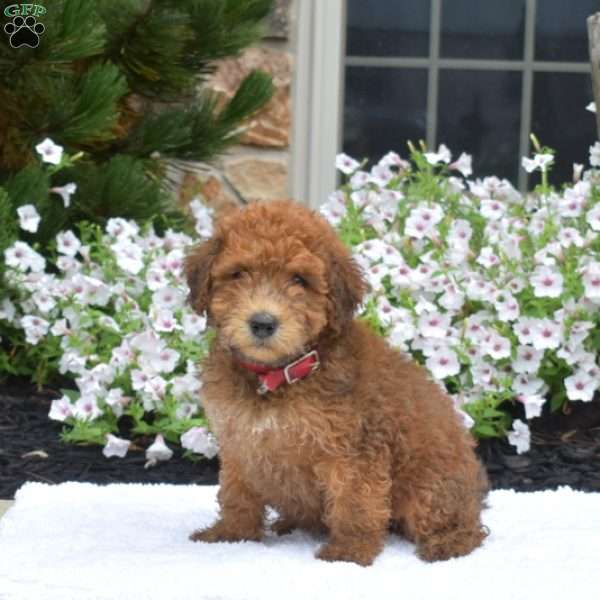 S’mores, Mini Whoodle Puppy