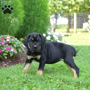 S’mores, Cane Corso Puppy