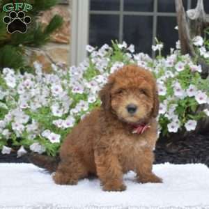 S’mores, Mini Whoodle Puppy