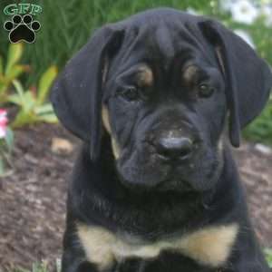S’mores, Cane Corso Puppy