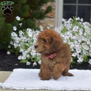 S’mores, Mini Whoodle Puppy
