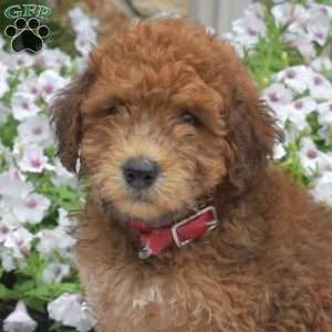 S’mores, Mini Whoodle Puppy