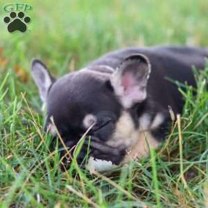 Snickers, French Bulldog Puppy