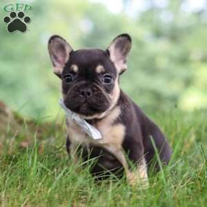 Snickers, French Bulldog Puppy