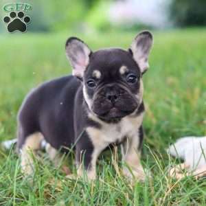 Snickers, French Bulldog Puppy