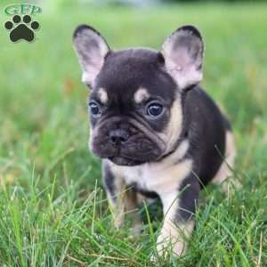 Snickers, French Bulldog Puppy