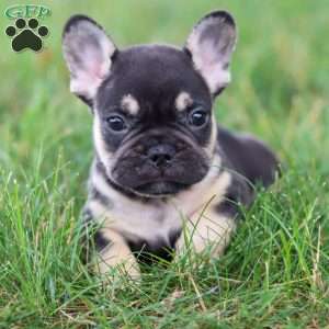 Snickers, French Bulldog Puppy