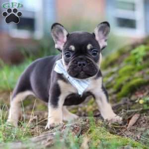 Snickers, French Bulldog Puppy